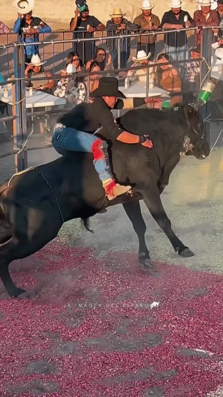 فیلم مسابقه خطرناک گاوبازی کنار رستوران‌