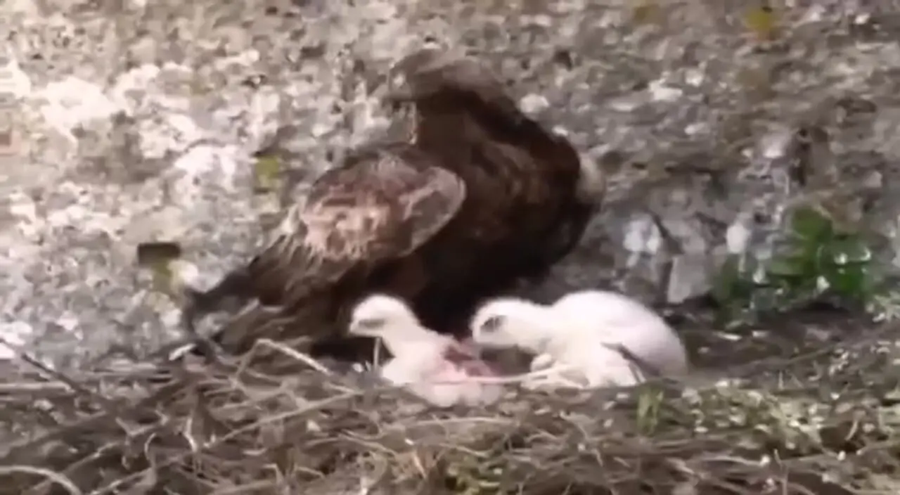فیلم اقدام غریزی عقاب برای نجات جوجه قوی‌تر