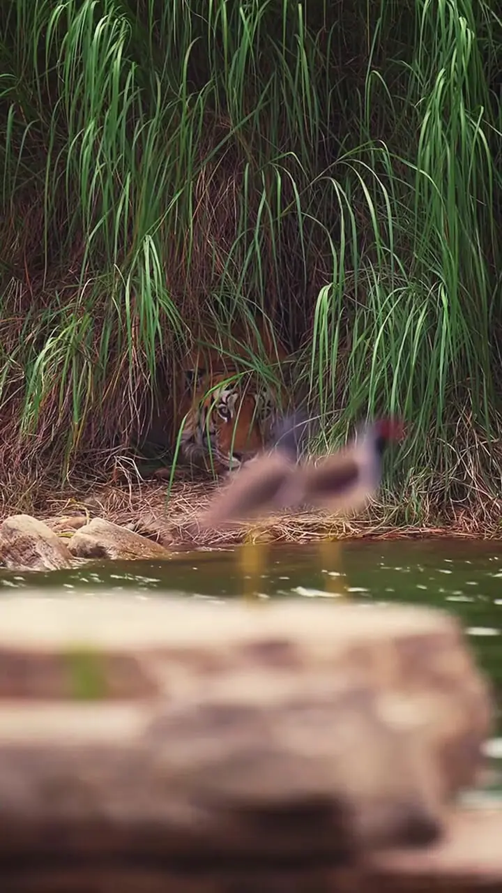 فیلم استتار حرفه‌ای ببر / سلطان نامرئی جنگل