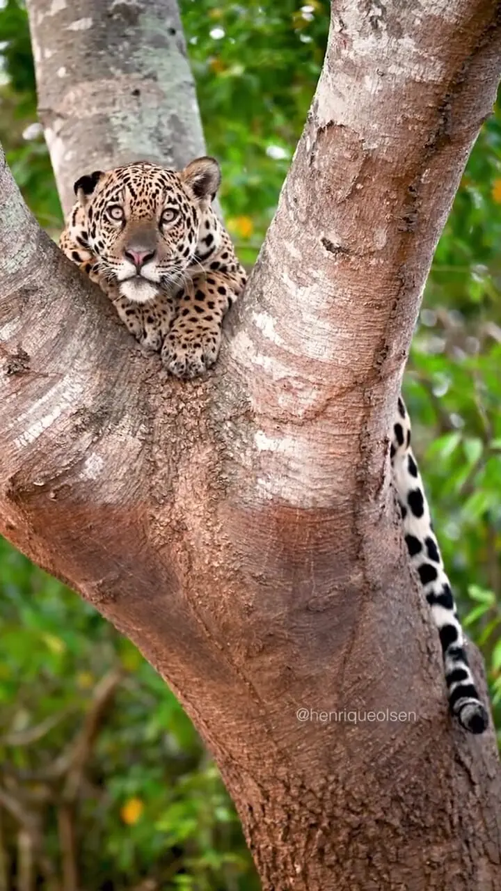 فیلم زیبایی خیره‌کننده پلنگ