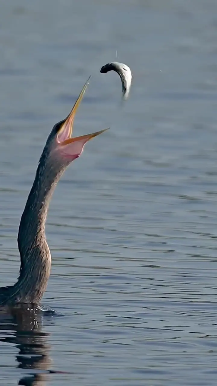 فیلم دقت دیدنی حواصیل در گرفتن ماهی فراری روی هوا