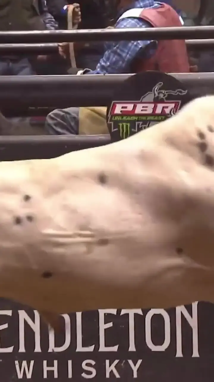 فیلم حمله لحظه آخر گاو به گاوباز