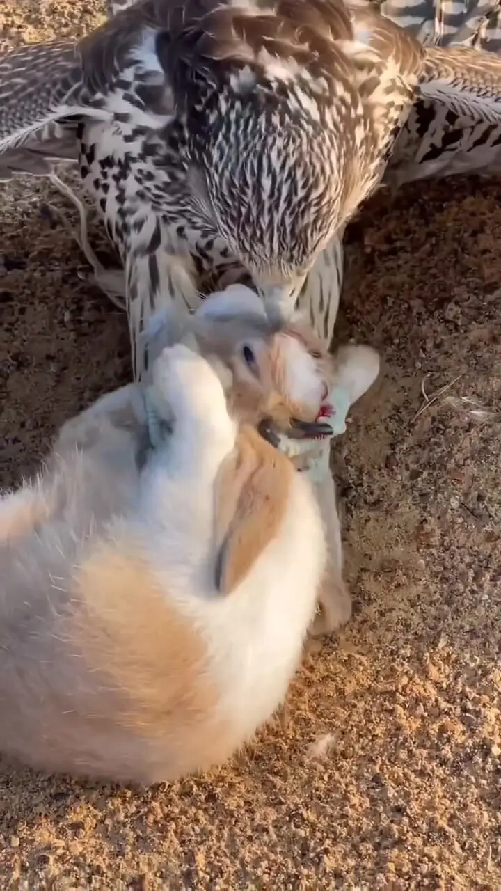 فیلم دیدنی شکار خرگوش توسط شاهین