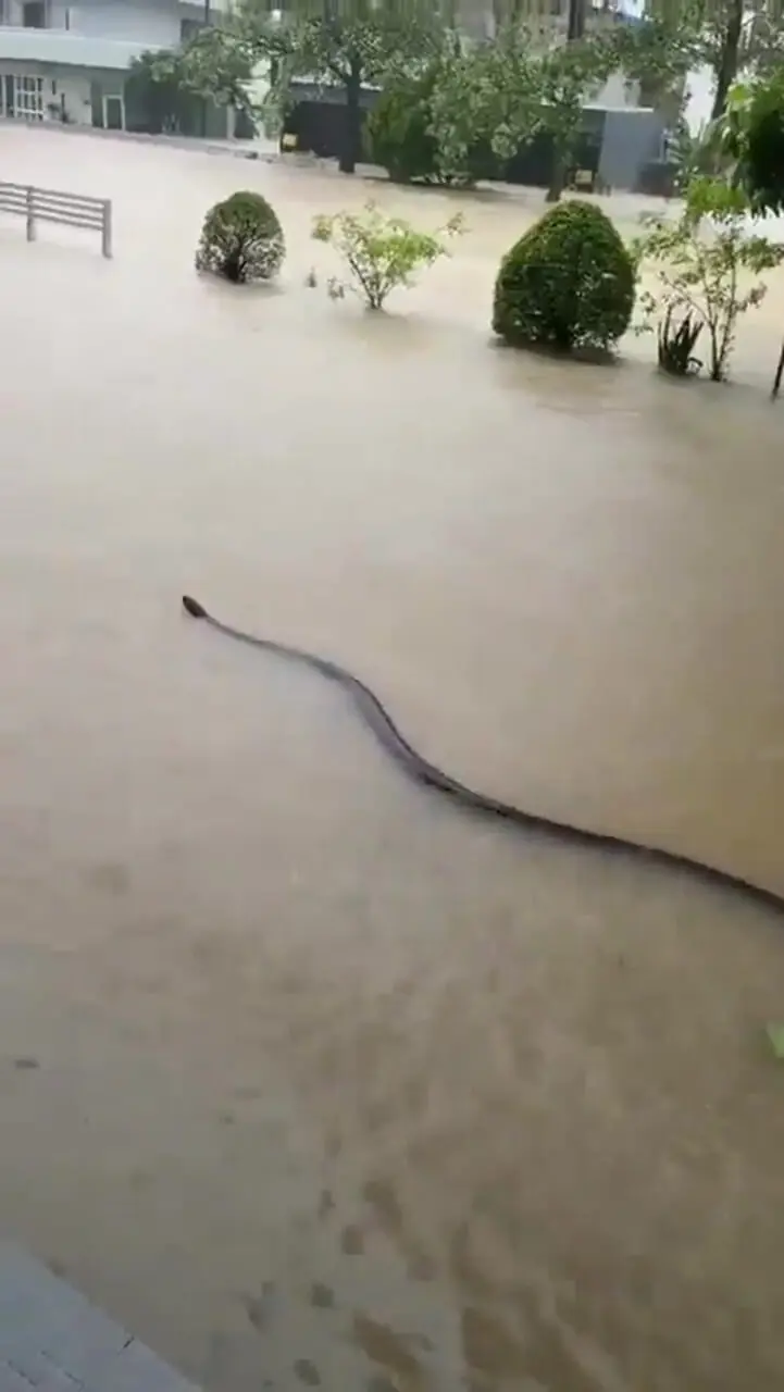 فیلم ظاهر شدن مار عظیم در سیل هات‌یای تایلند