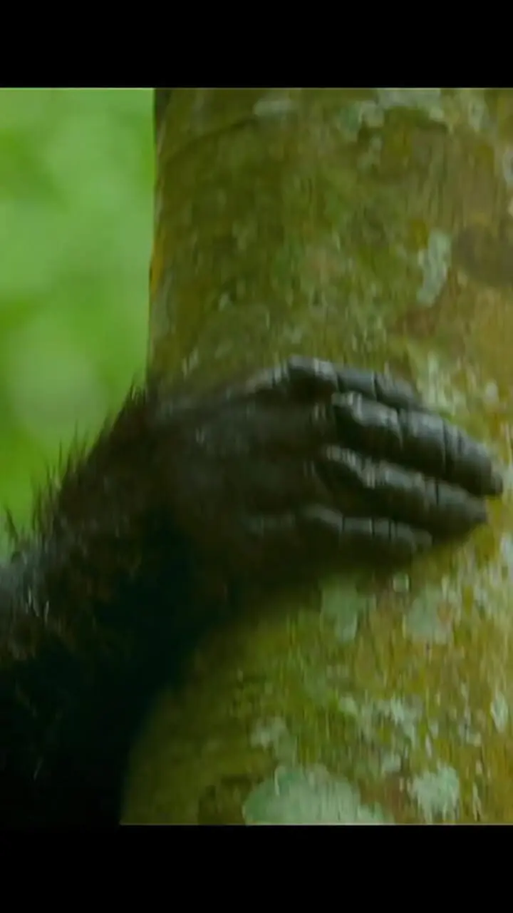 فیلم شکار و خوردن میمون توسط گروه دیگر میمون‌ها