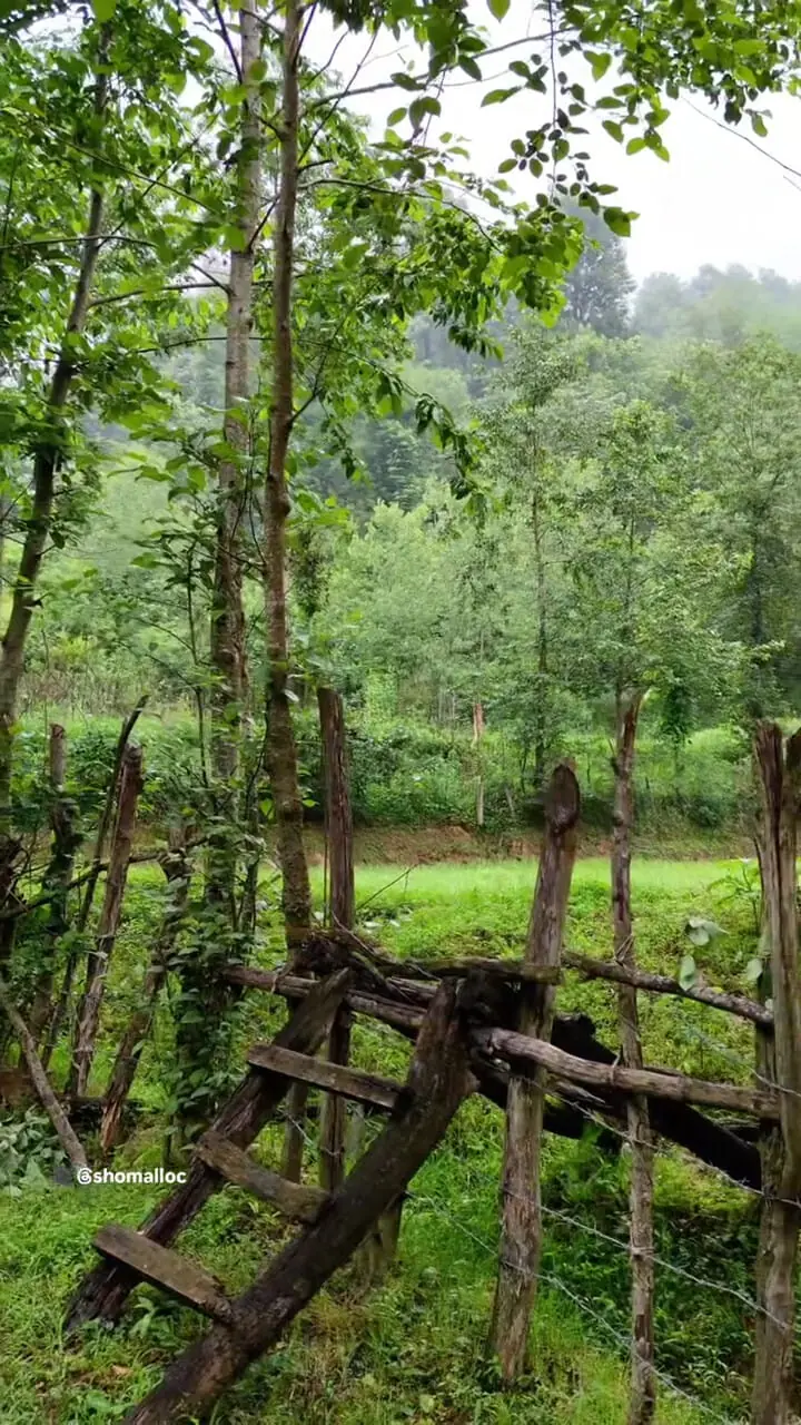 فیلم مناظر بکر و سرسبز روستای شولم فومن