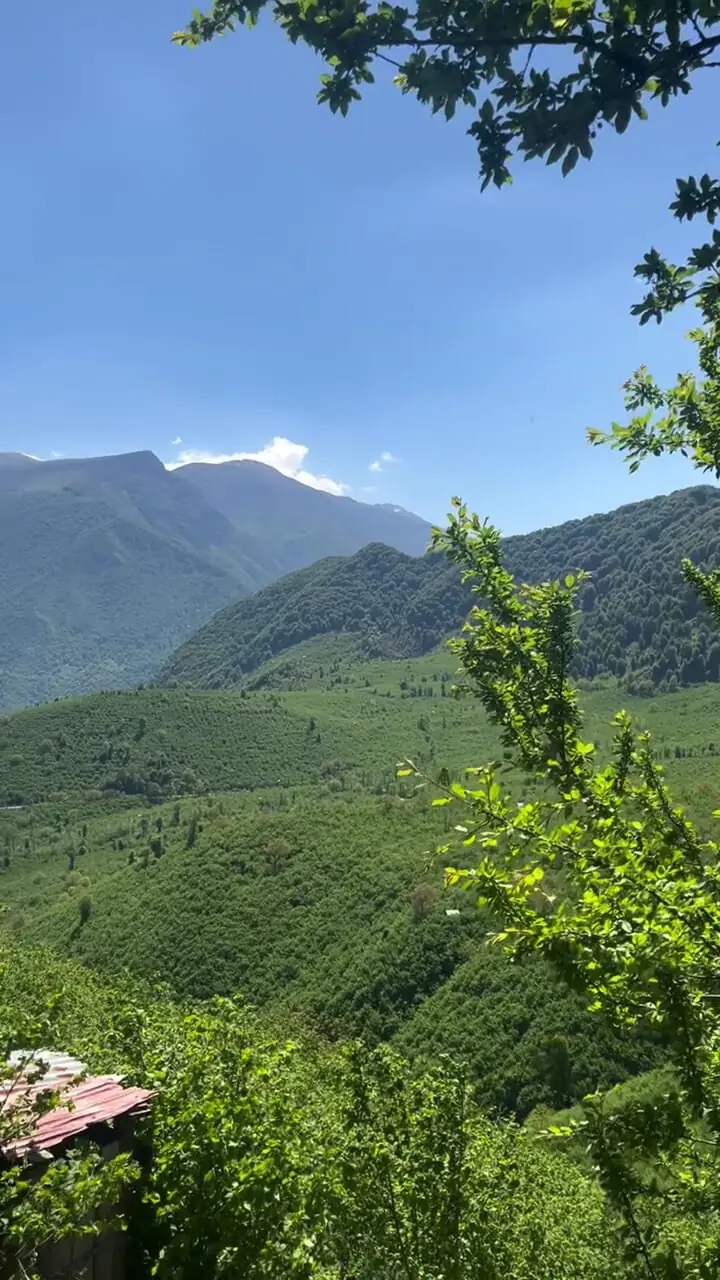 فیلم معدن فندق و گل گاوزبان اشکور / طبیعتی بکر و دیدنی