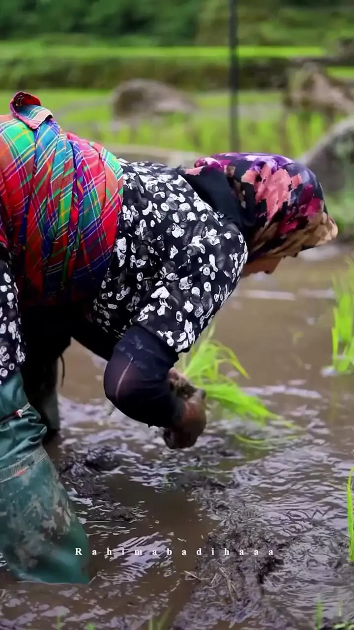 فیلم زیبایی‌های رحیم‌آباد گیلان