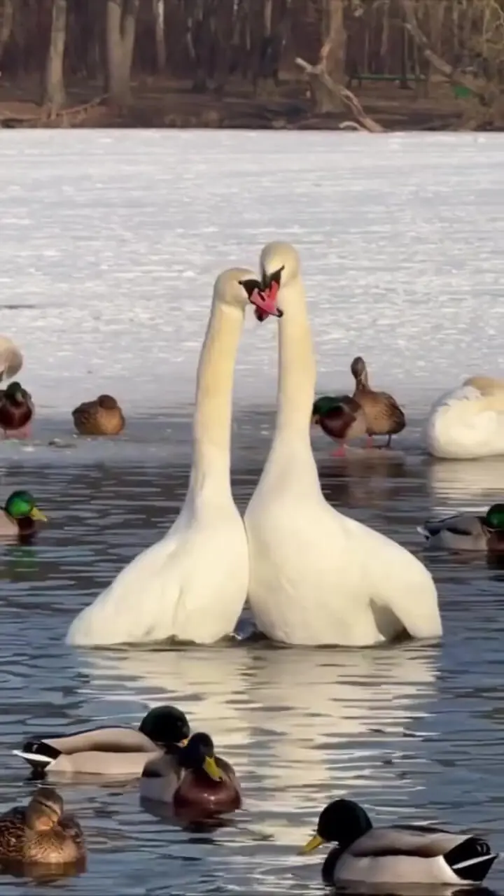 فیلم رقص عاشقانه دو قو روی آب