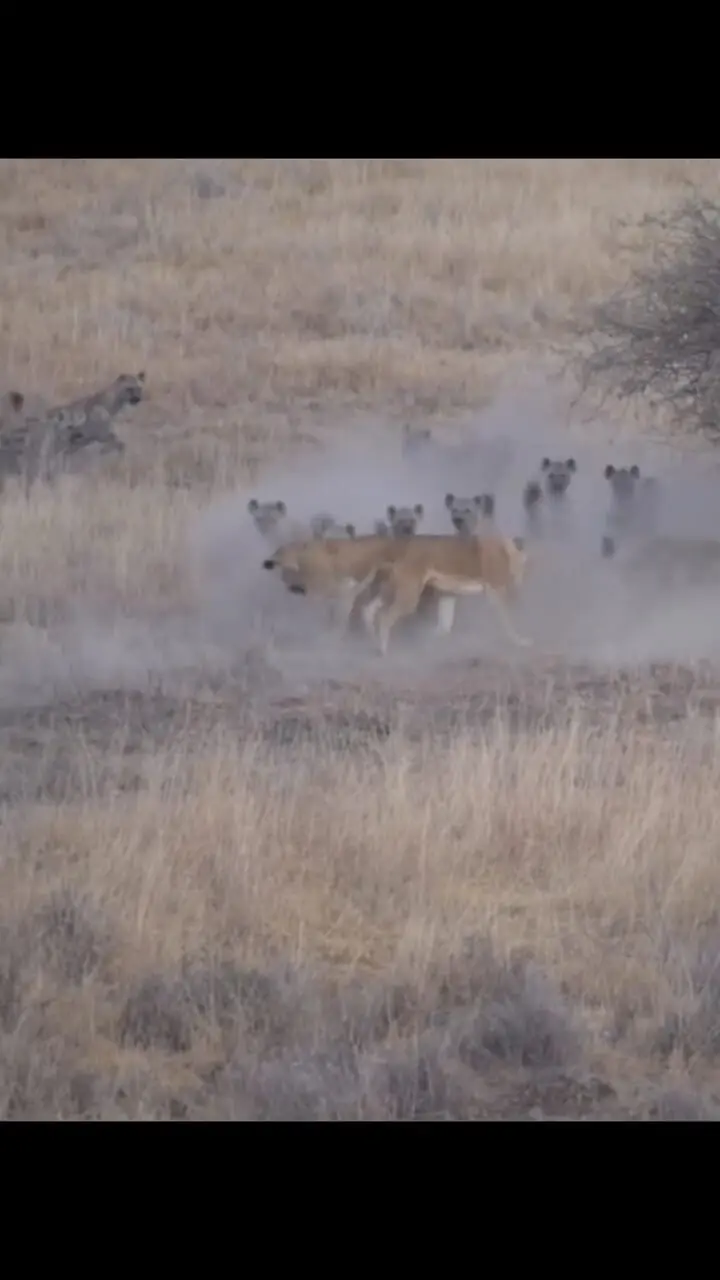 فیلم نبرد شیر ماده و کفتارها بر سر لاشه بچه‌زرافه