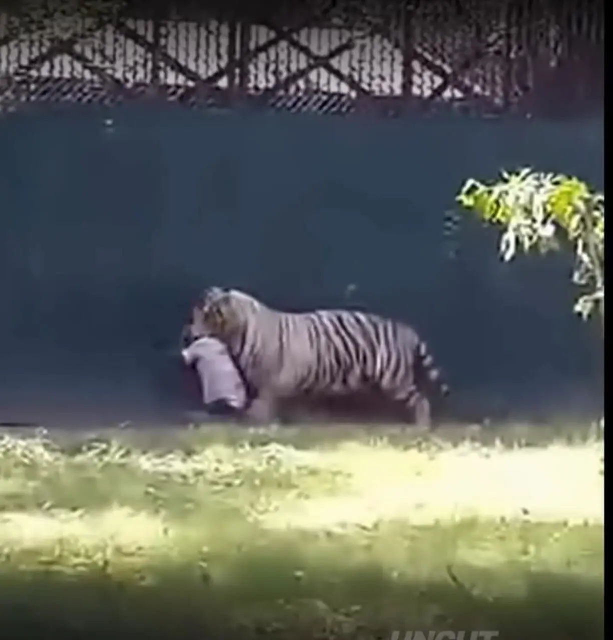 فیلم ورود اشتباهی مرد به قفس ببر و حادثه دلخراش