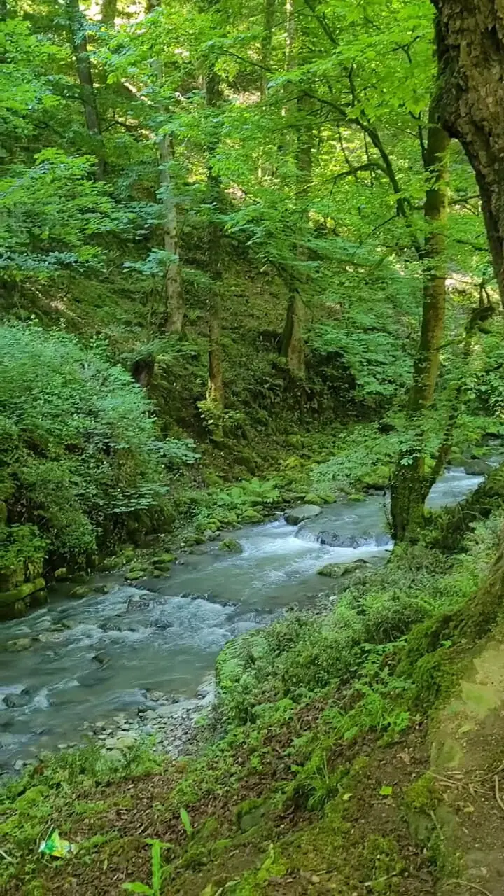 یلم زیبایی‌های منطقه اطاقور لنگرود