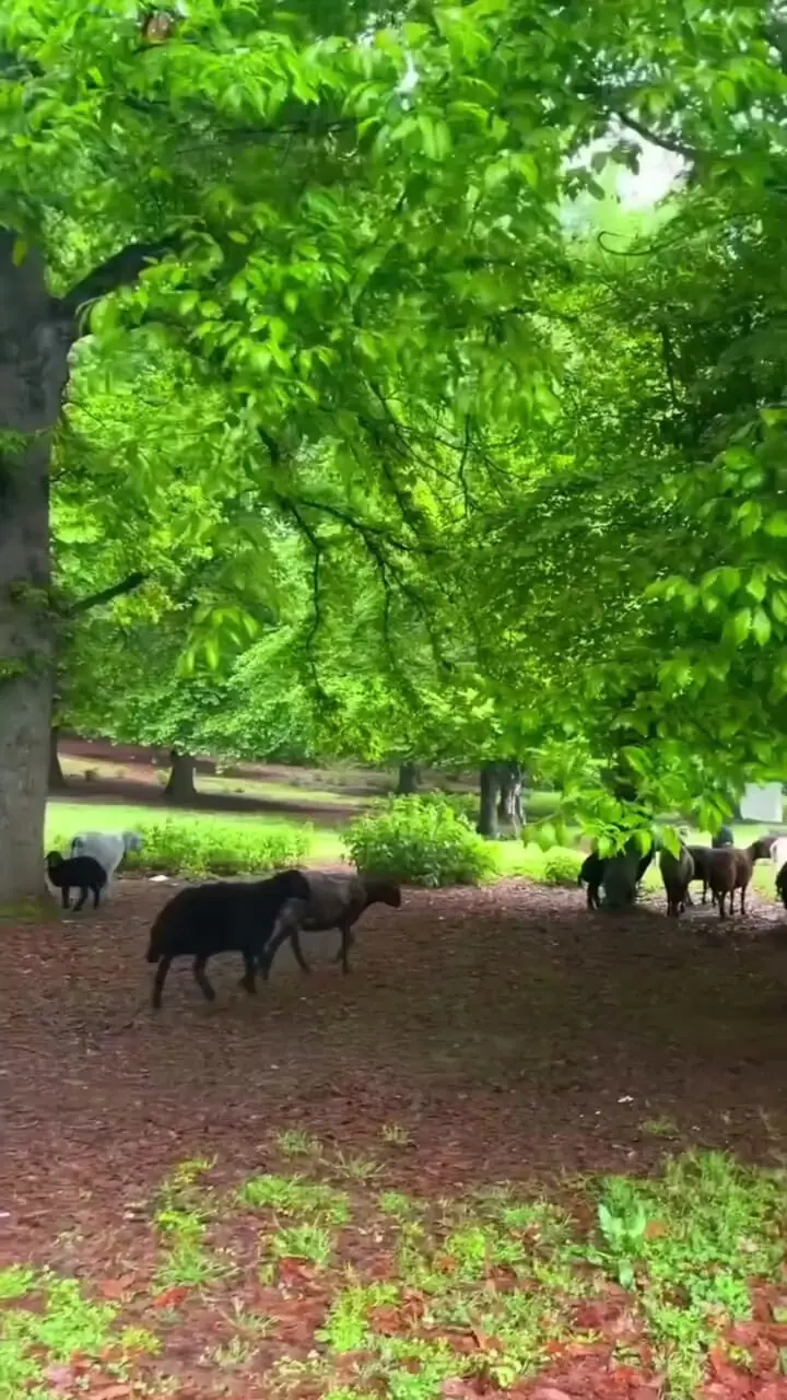 فیلم مناظر سرسبز و بکر دشت سو گلستان
