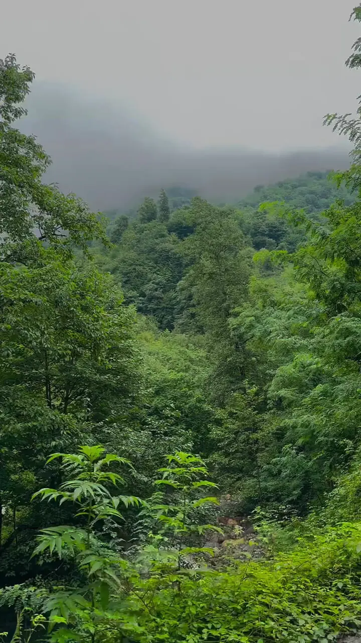 فیلم طبیعت رویایی شهرستان شفت