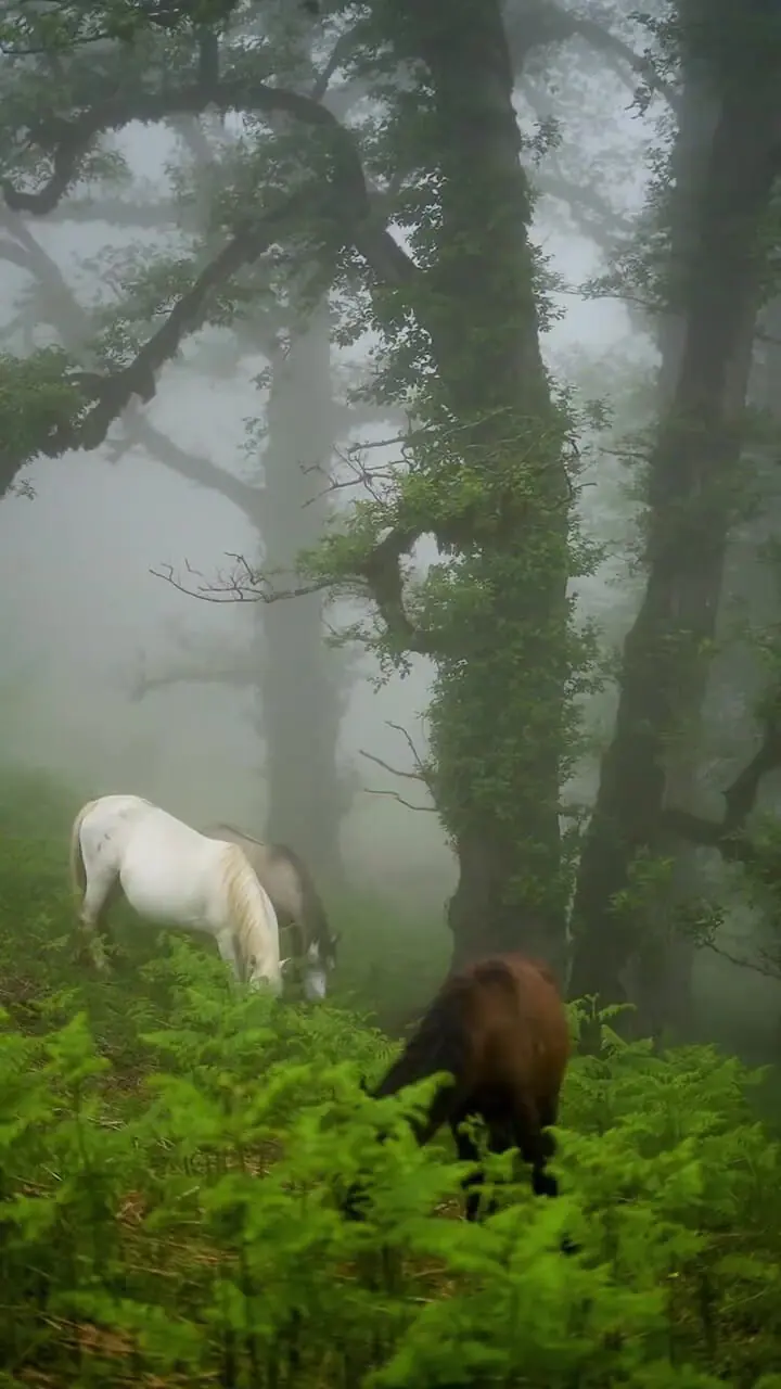 فیلم طبیعت بکر و اسب های آزاد دالخانی