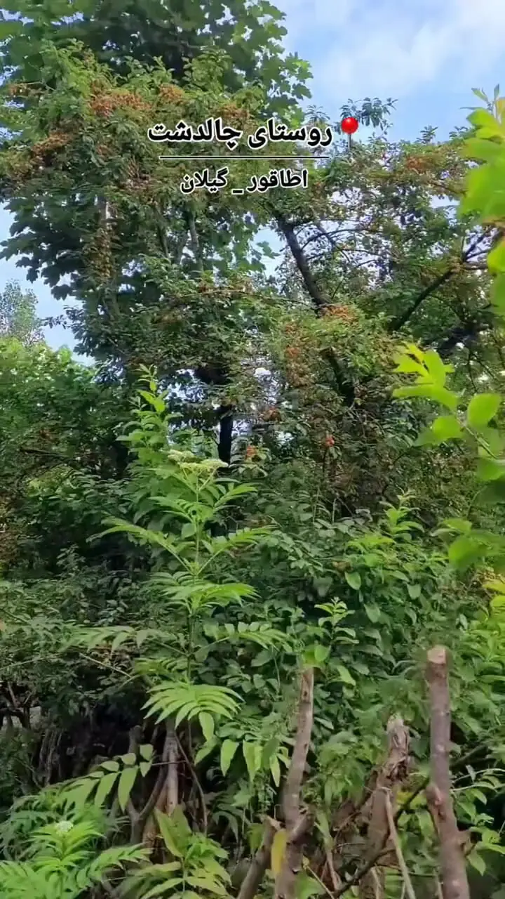 فیلم روستای چالدشت / طبیعت بکر گیلان