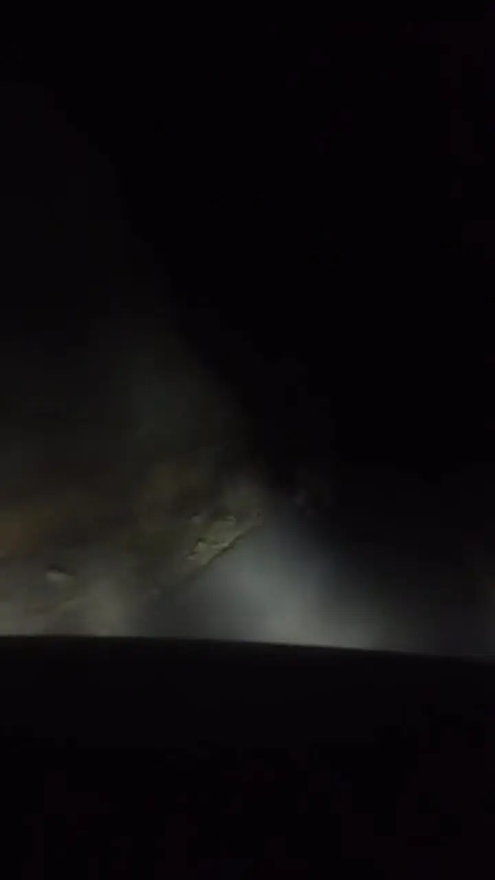 مشاهده خرس قهوه‌ای در روستای یهر دماوند