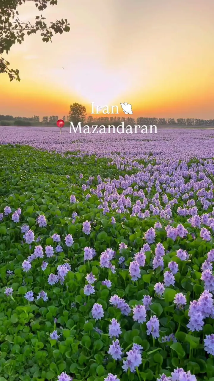 فیلم تالاب سنبل آبی مازندران / زیبایی خطرناک