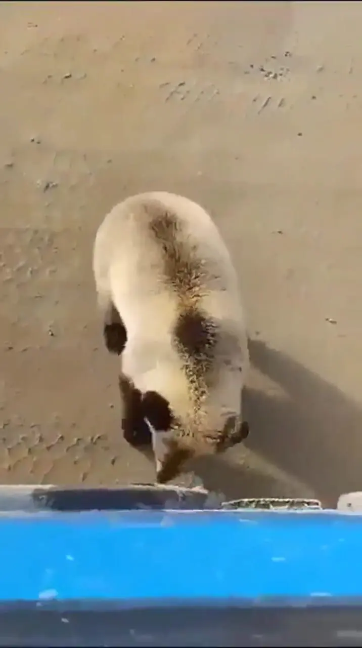 احوال پرسی بامزه راننده با خرس + فیلم