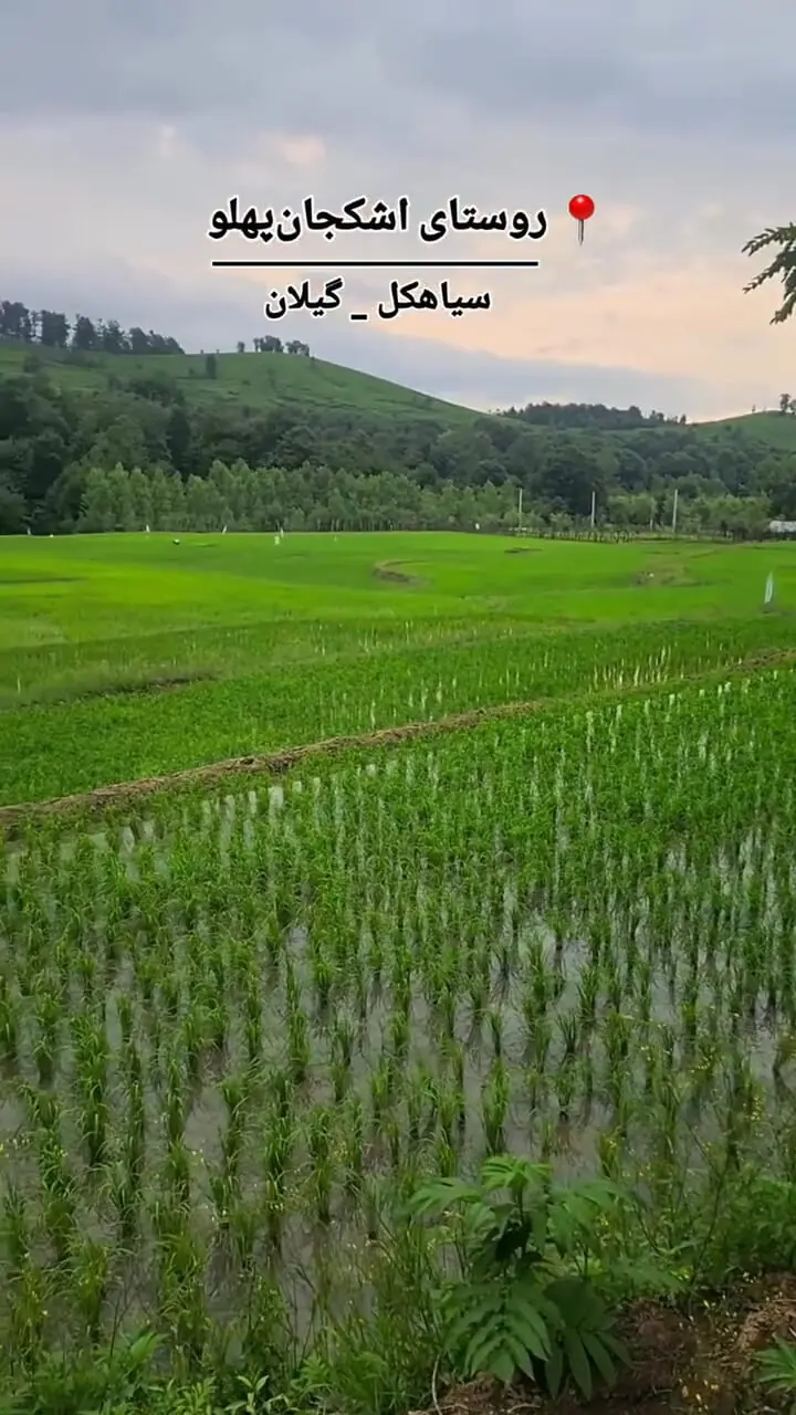 فیلم طبیعت بکر سیاهکل گیلان