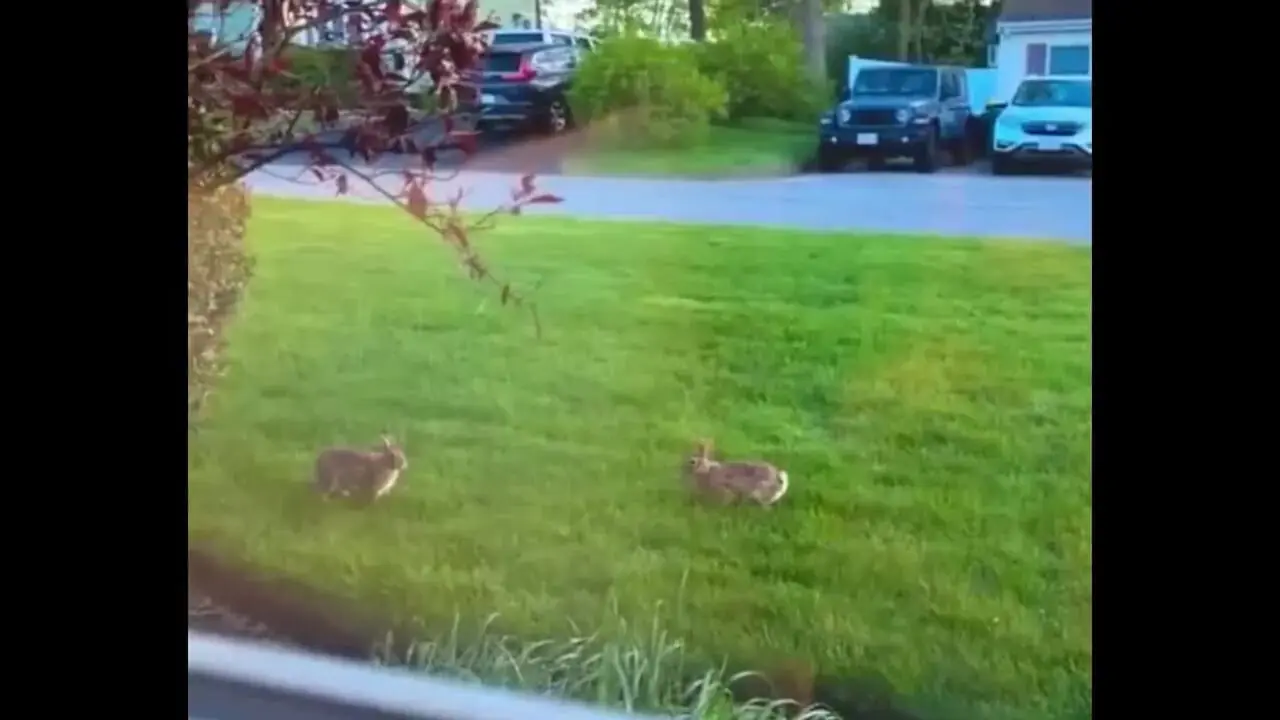 فیلم بازی گوشی خرگوش ها 