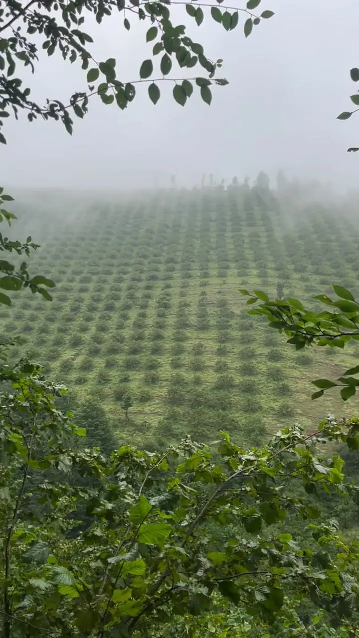 فیلم فندق کده / طبیعت بکر و زیبا