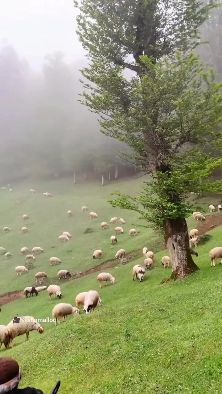 فیلم ییلاق سنگده رضوانشهر گیلان