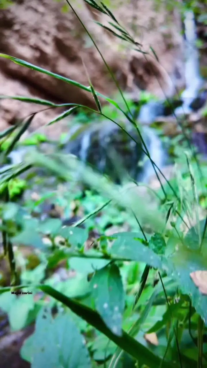 فیلم زیبایی‌های پنهان دره نی گاه / جاذبه بکر دورود