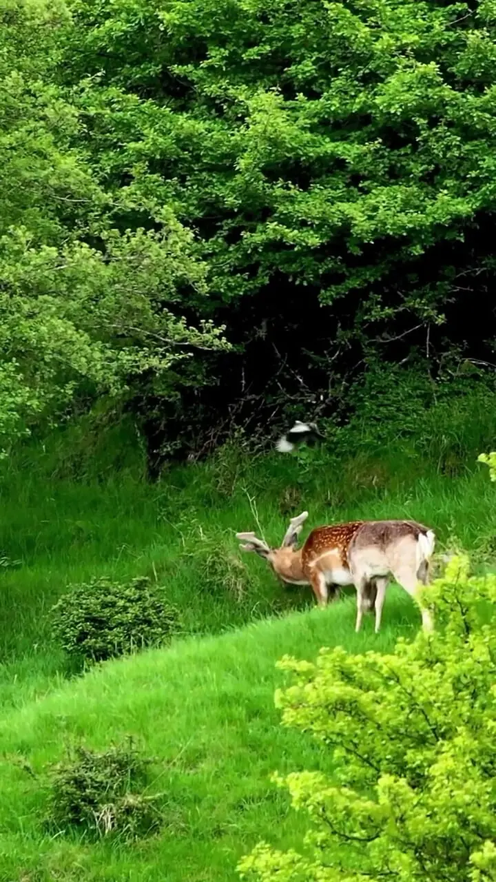 یک جفت گوزن در نمین اردبیل