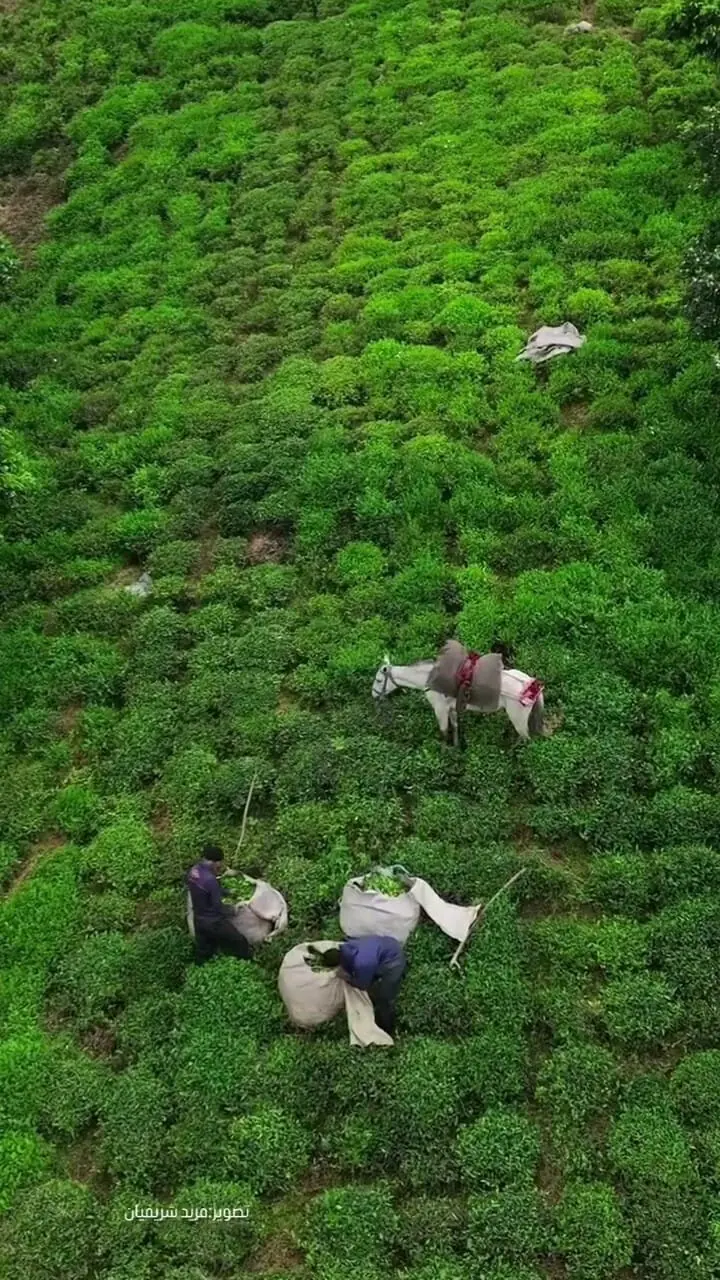 فیلم برداشت چای در مزارع سرسبز لاهیجان