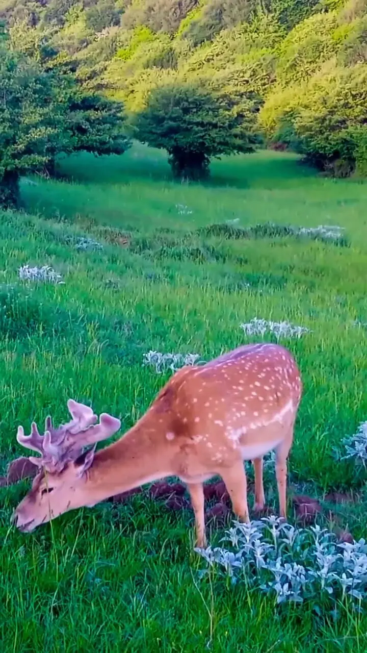 فیلم گوزن زرد ایرانی در جنگل‌های فندوقلو اردبیل