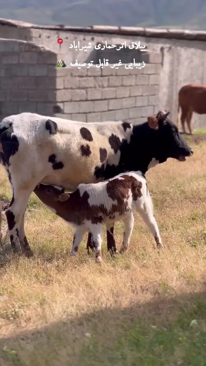 فیلم مناظر شگفت‌انگیز ییلاق اترحماری در شیرآباد