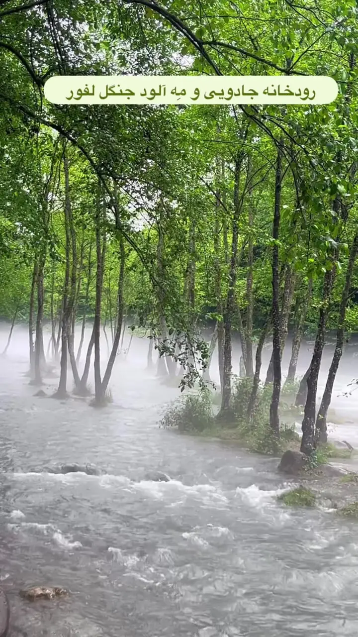 فیلم رودخانه مه آلود در جنگل های لفور مازندران