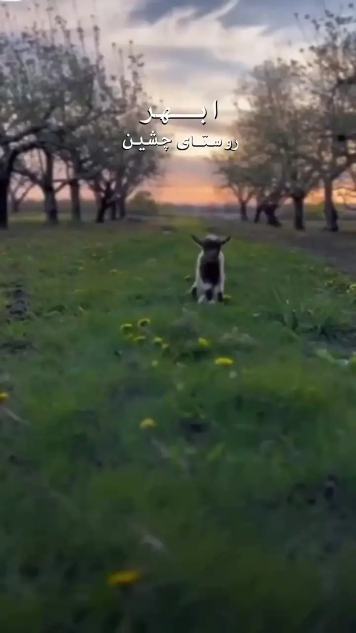 فیلم طبیعت سرسبز روستای چشین ابهر