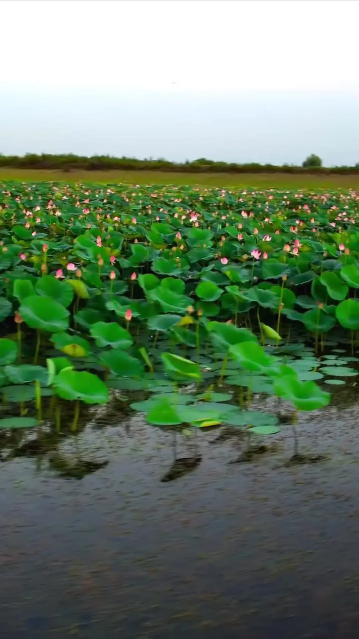 فیلم تالاب نیلوفر آبی بابلسر مازندران