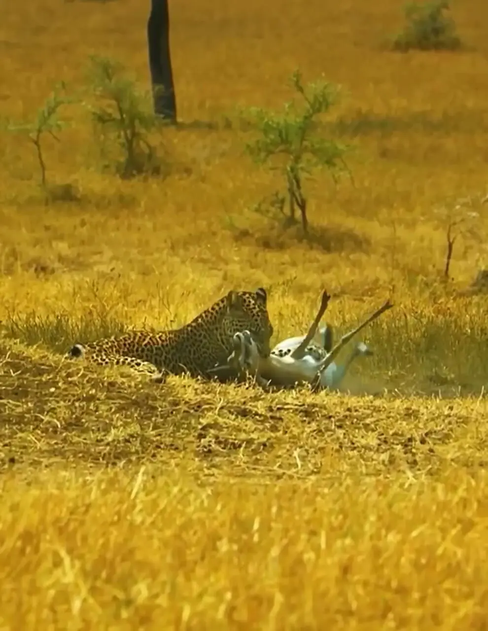 فیلم شکار دیدنی بچه ایمپالا توسط پلنگ