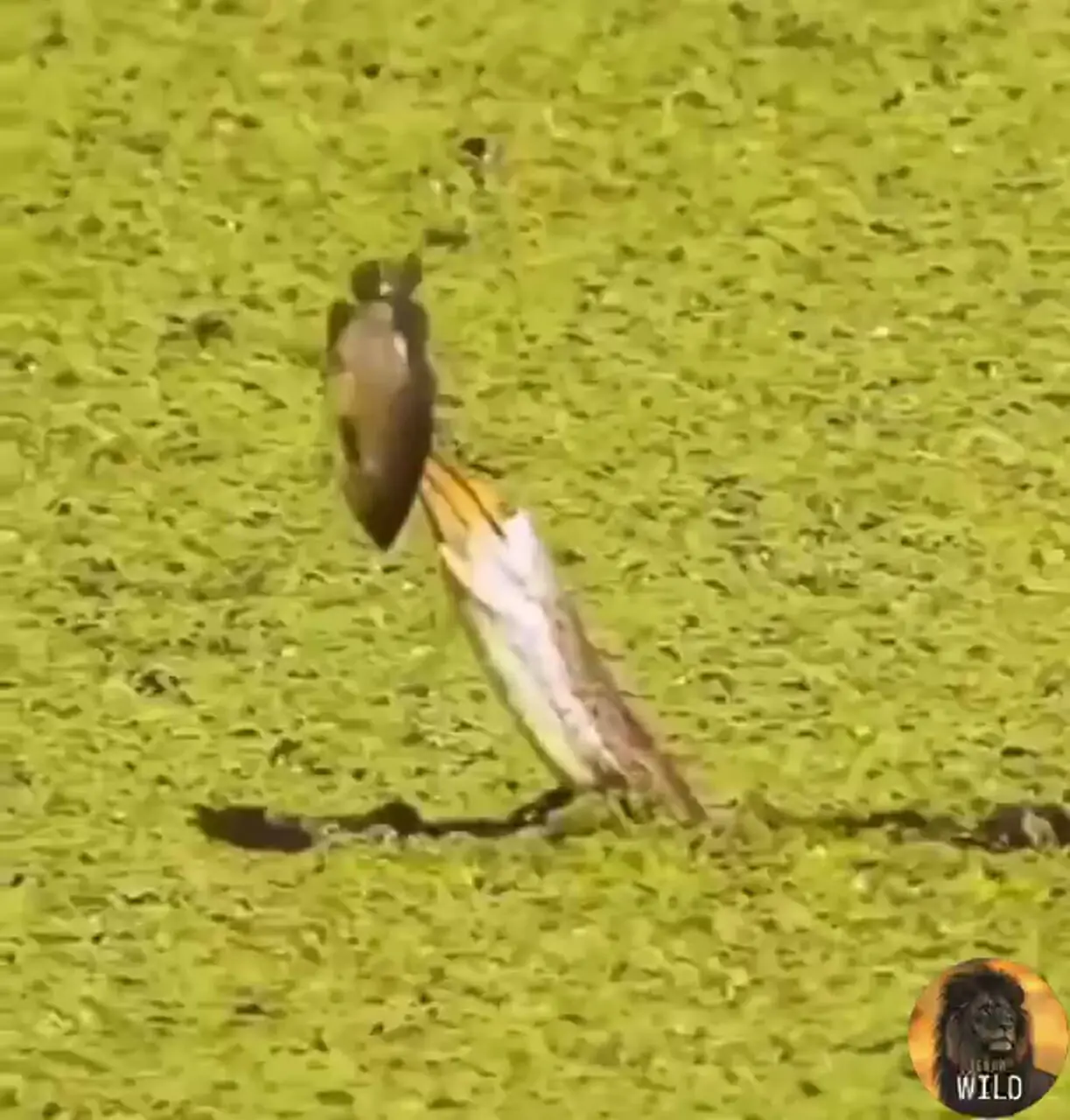 فیلم تلاش پرنده برای بلعیدن ماهی بزرگ