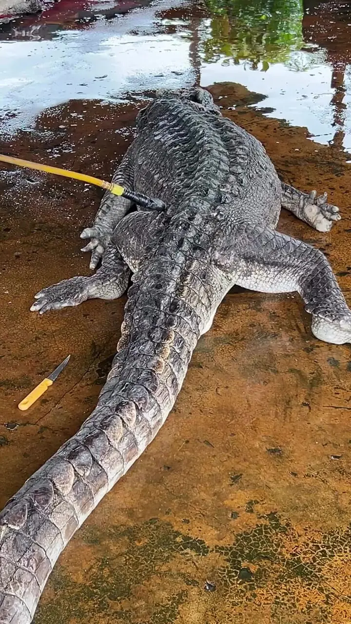 فیلم آماده سازی تمساح برای سلاخی و فرآوری