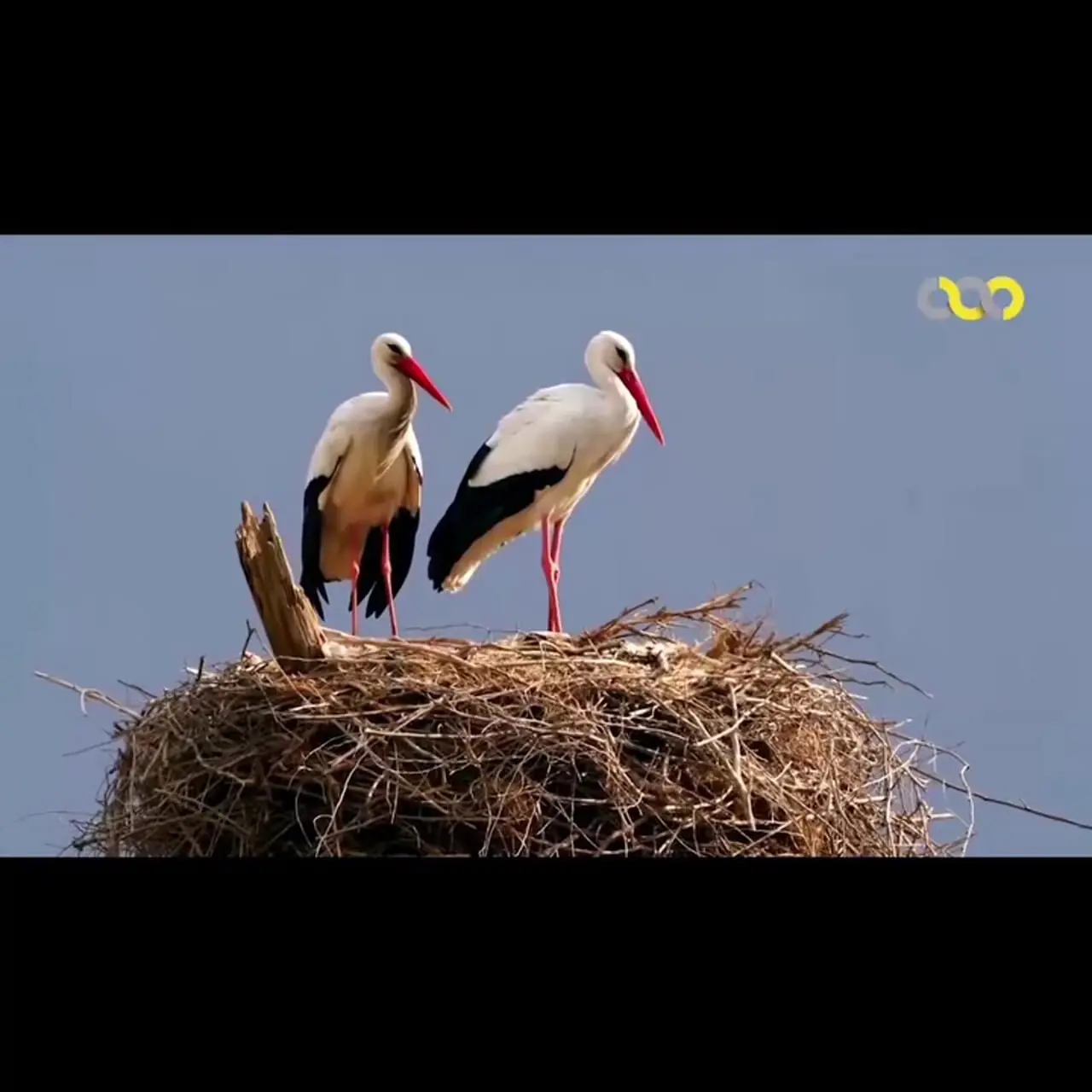 فیلم زیبایی‌های زندگی لک لک ها