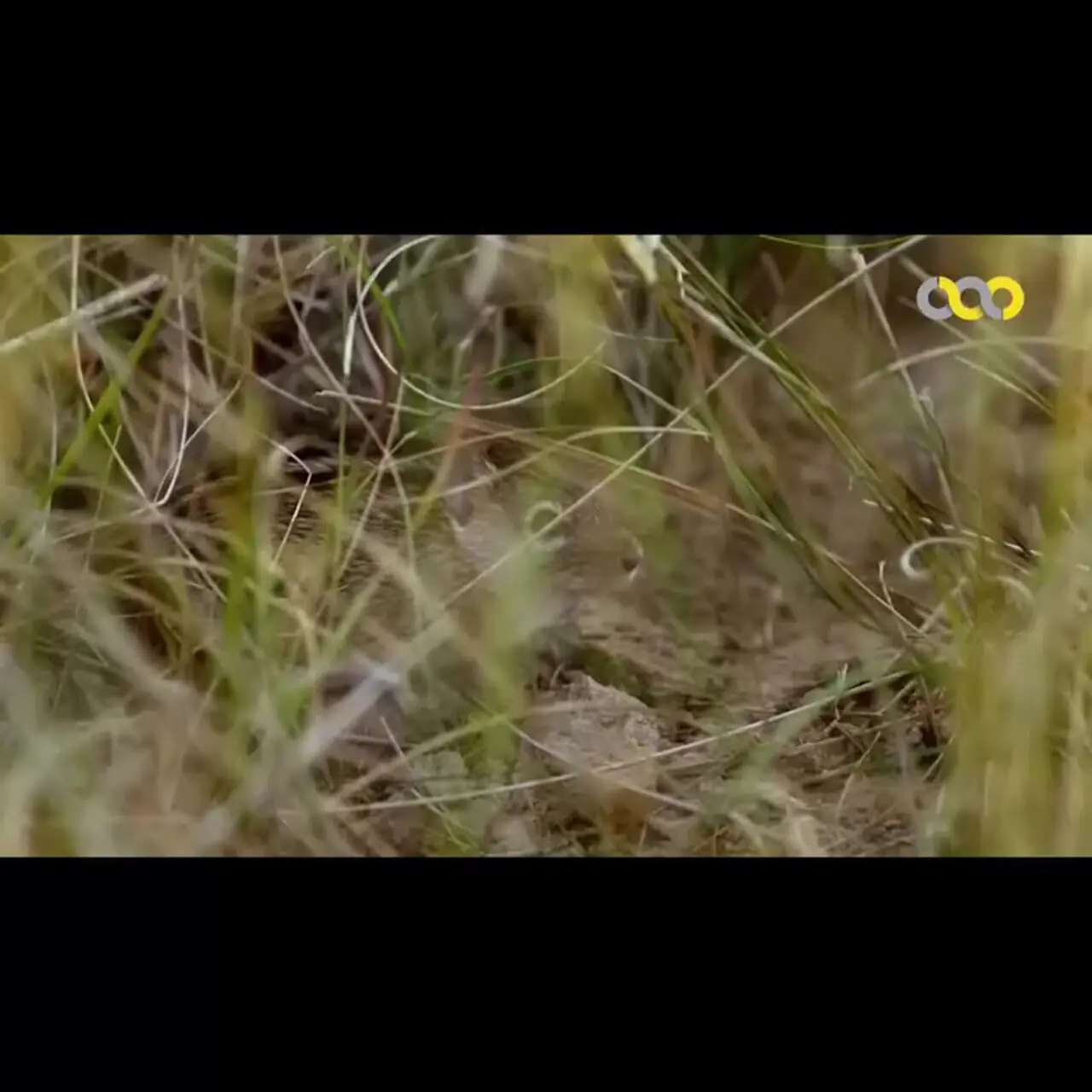 فیلم مستند کوتاه گربه های دشتی