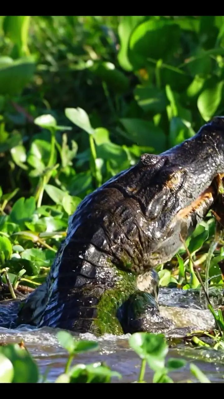 فیلم شکار تمساح توسط پلنگ در طبیعت