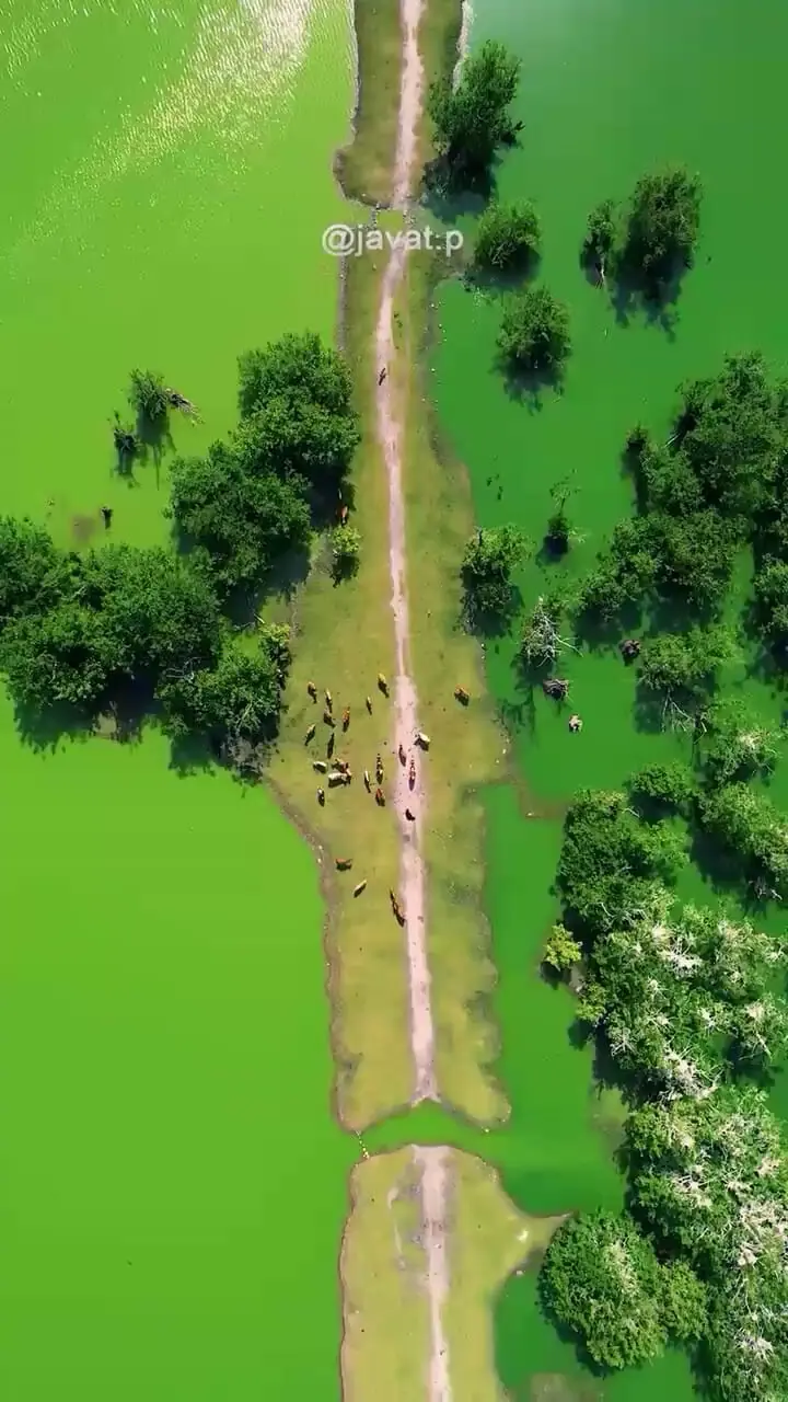 فیلم زیبایی‌های تالاب استیل آستارا