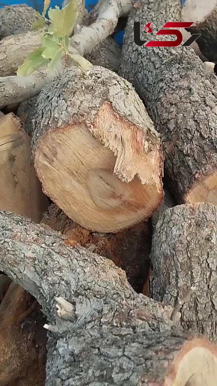 قلع و قمع بلوط‌های سرزنده زاگرس؛ هشدار جدی برای اکوسیستم شکننده جنوب غرب ایران + فیلم