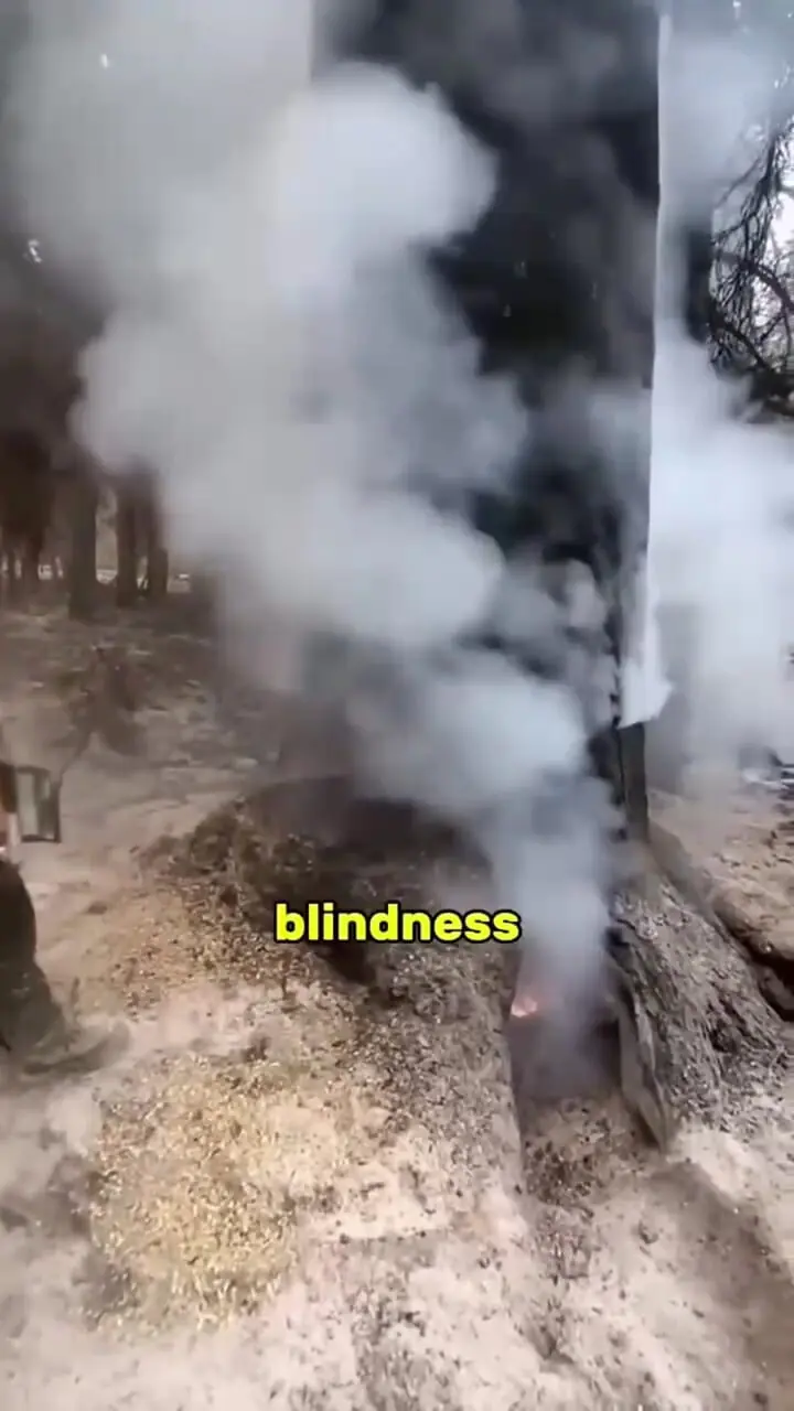 فیلم شگفتی درختی با روش منحصر‌به فرد پخش بذر