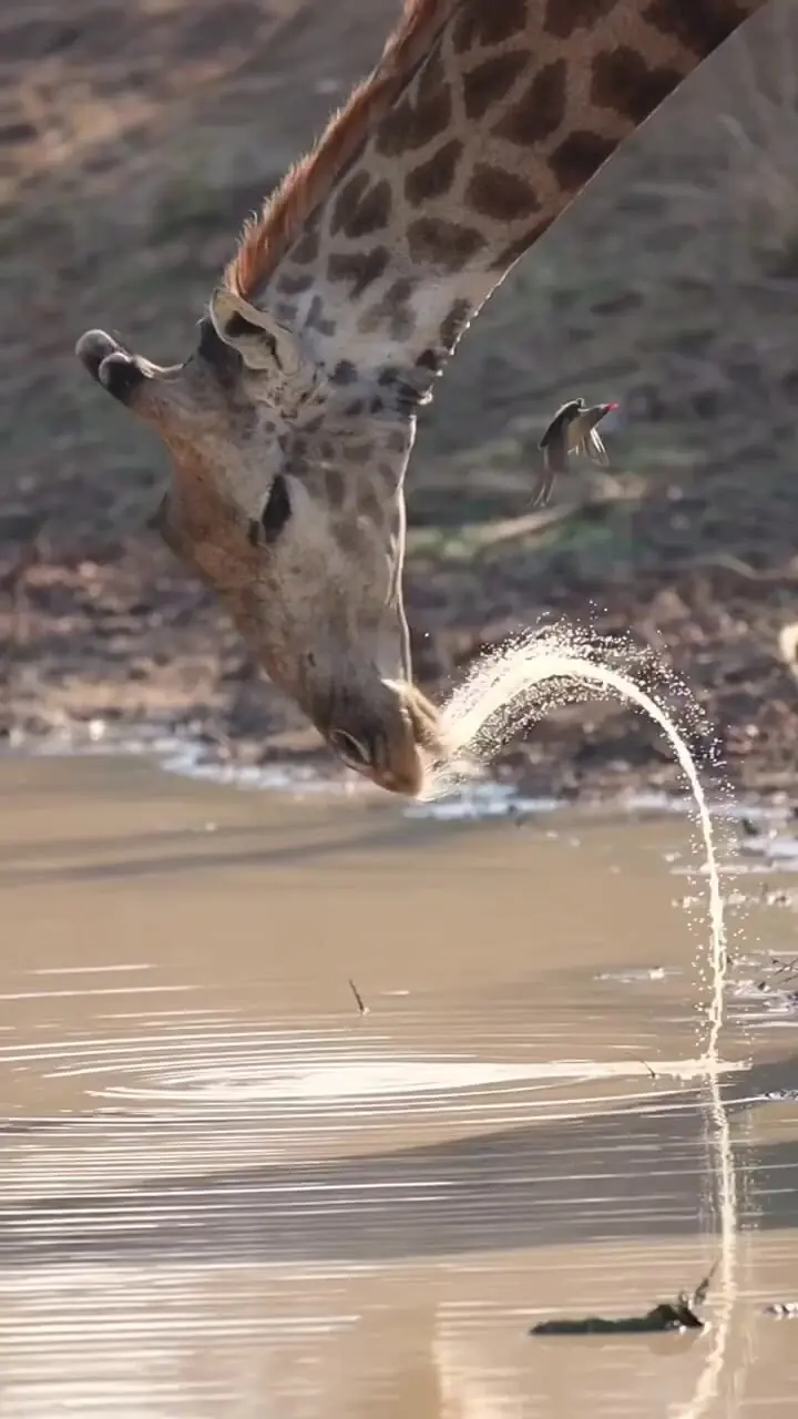 فیلم نوشیدن ۳۸ لیتر آب توسط زرافه در یک نشست
