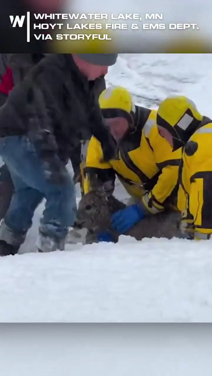 فیلم نجات گوزن گرفتار در یخ زده دریاچه