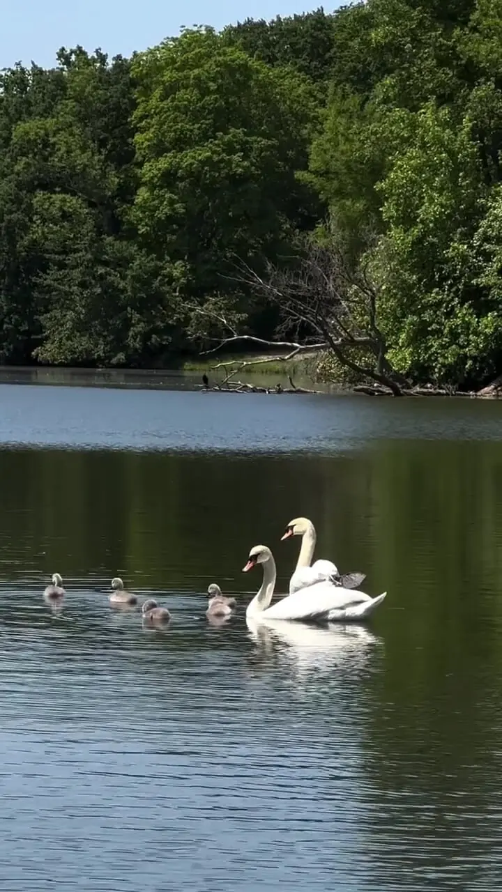 فیلم شنا کردن قوها در آب آرام دریاچه