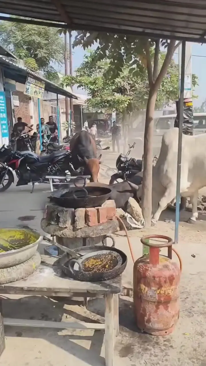 فیلم درگیری شدید دو گاو در خیابان