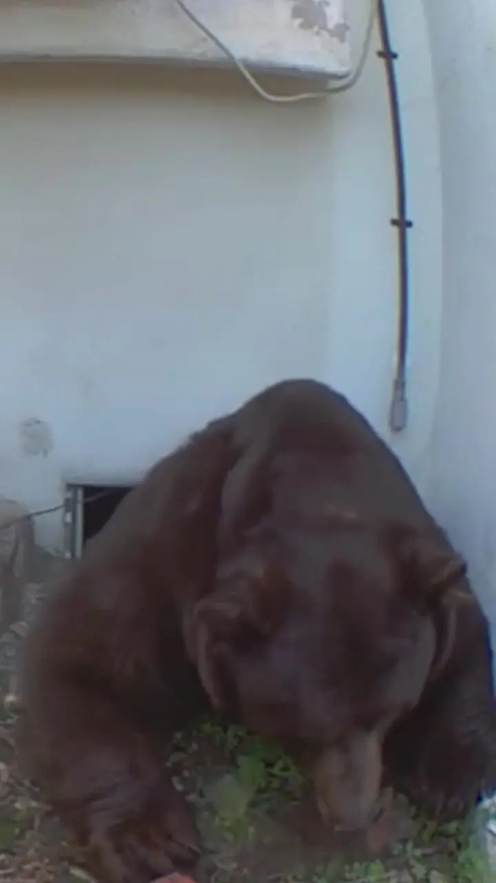 فیلم وحشت ساکنان از خرس در زیر خانه