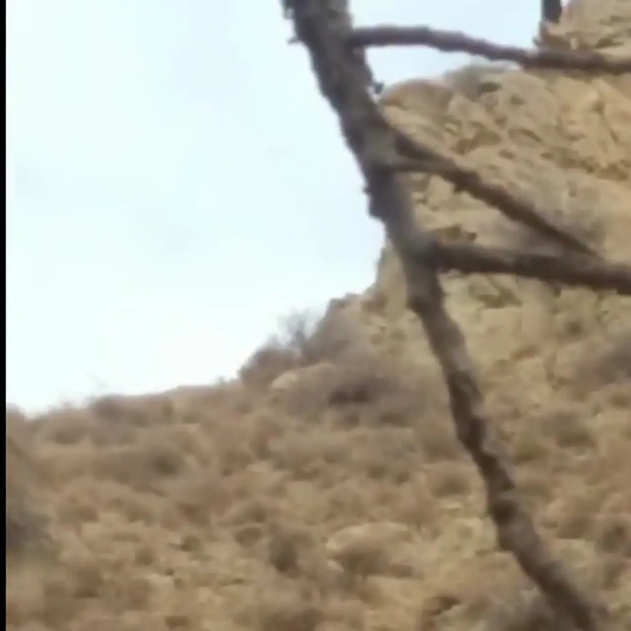 فیلم پرواز عقاب های بزرگ جثه در خراسان شمالی